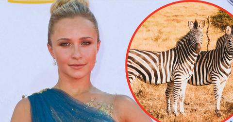 Photo of Hayden Panettiere and zebra