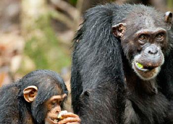 //chimpanzee documentary disney