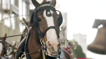//clydesdale horse ad nc
