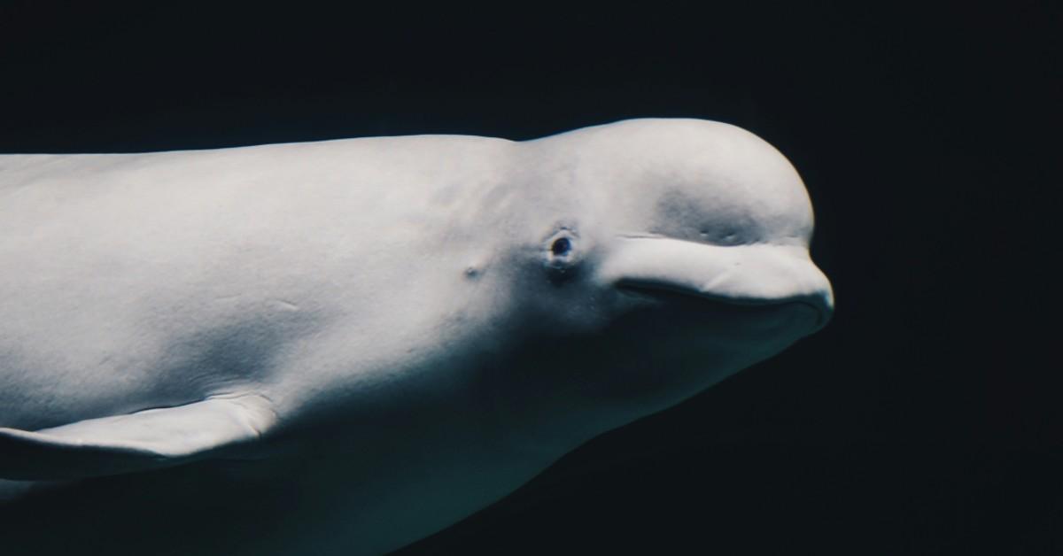 beluga whale unsplash