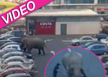 //baby elephant escape ireland