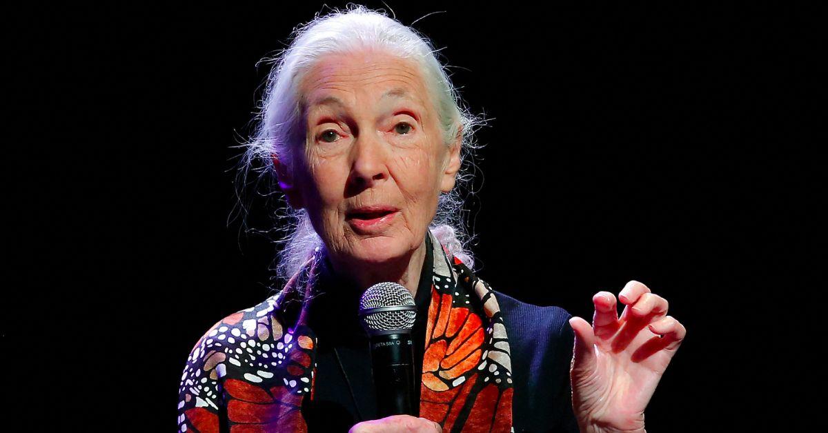 Photo of Jane Goodall