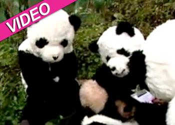 //panda babysitter video study