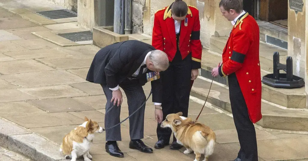 king charles horrifically trolled name new dog battle against cancer