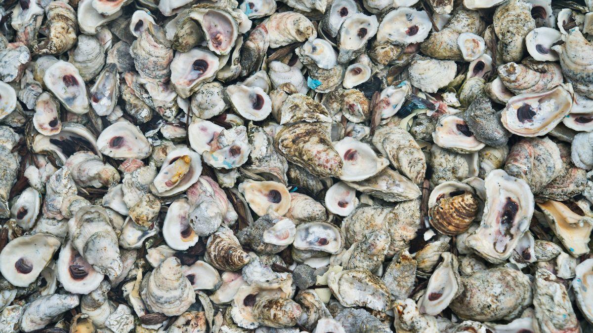 Photo of oyster shells