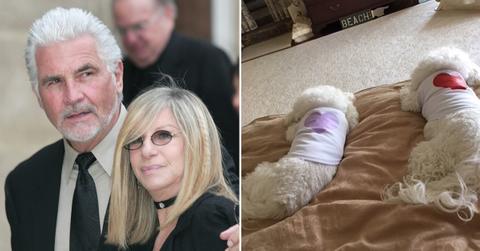 barbra streisand husband fighting cloned dogs