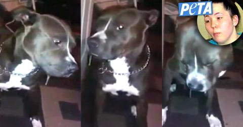 //marijuana dog peta statement pp sl