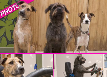 //driving dogs new zealand spca