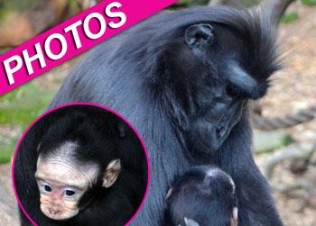 //baby monkey london zoo splash