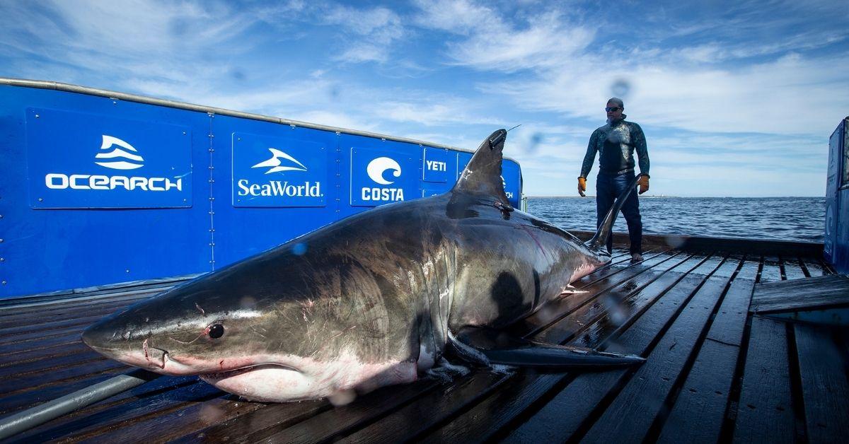 10-Foot Jaws Spreads Fear In New York As It Prowls Shoreline