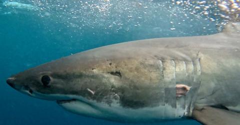 image of a shark