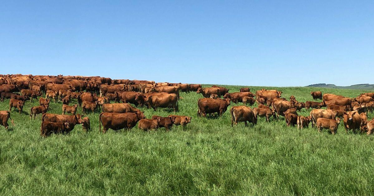 cows