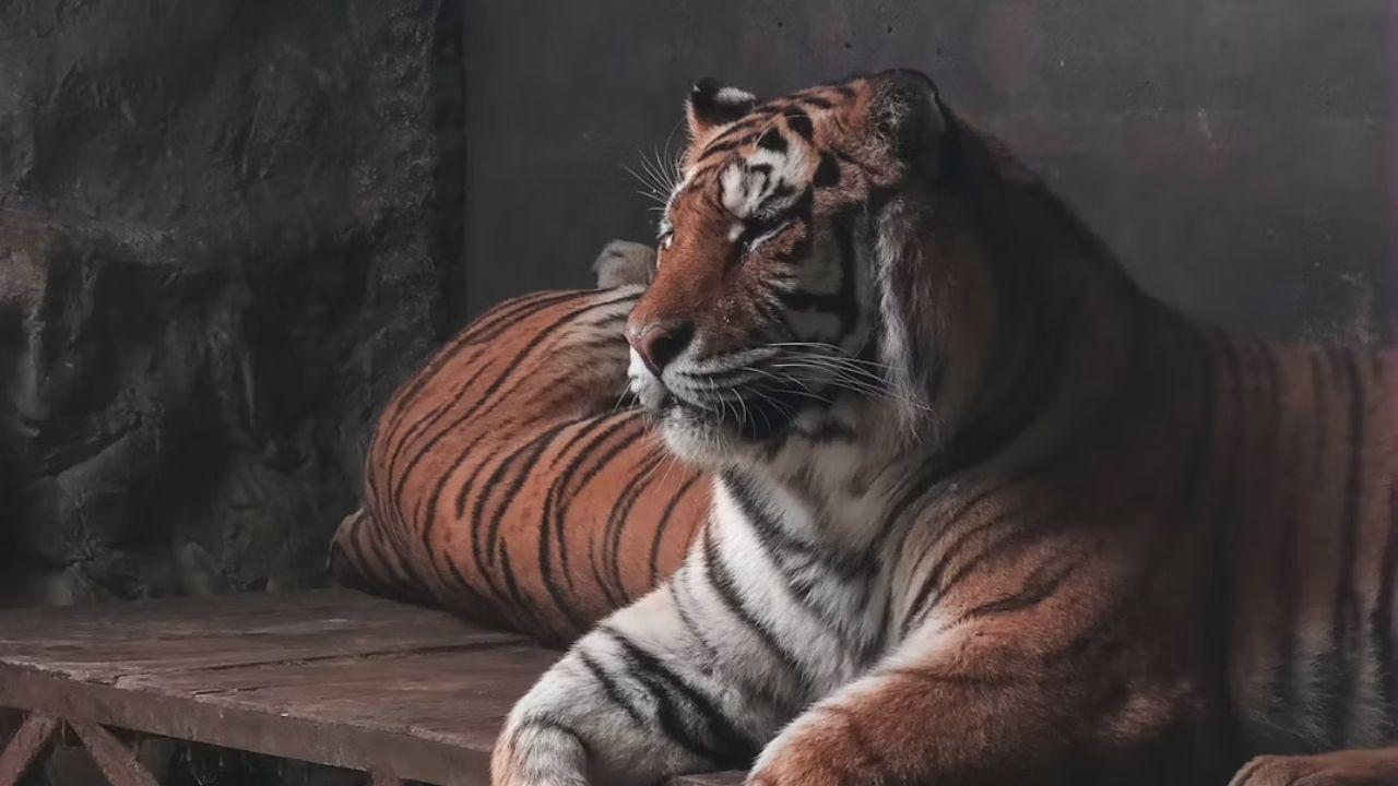 Image of a tiger resting