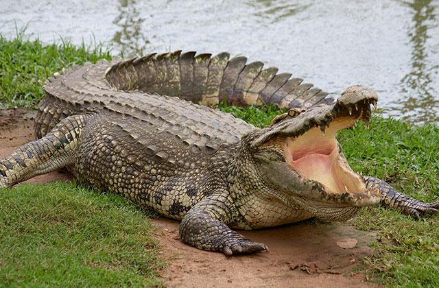 Reptile Rampage! 383 Florida Gator Attacks Exposed In Horrifying Report