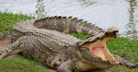 //Disney Alligator Attack Wildlife Conservation Records Alligator Disasters