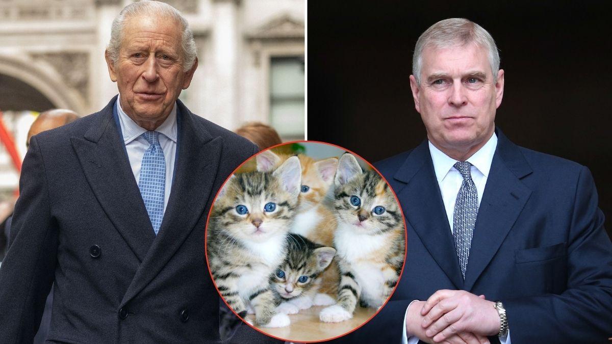 Split photo of King Charles, Andrew Windsor and cats