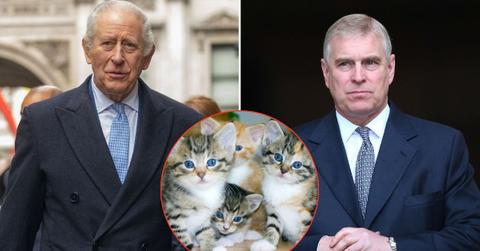 Split photo of King Charles, Andrew Windsor and cats