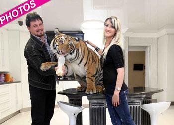 //bengal tiger enzo pet landov