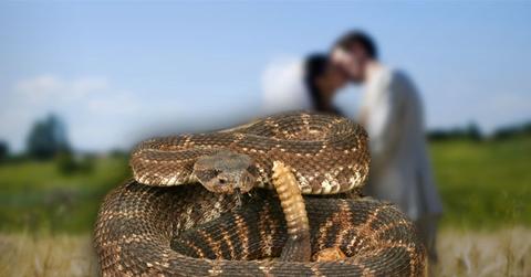 //groom wedding snake bite rattlesnake pp