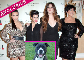 //pp_kardashianpuppy_splash