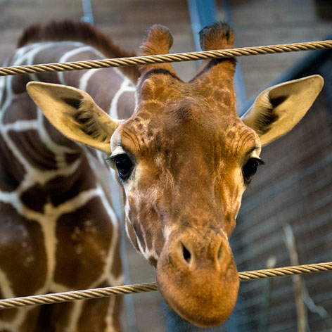 //marius_giraffe_copenhagen_zoo