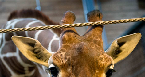 //marius_giraffe_copenhagen_zoo