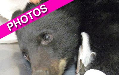 //boo boo burned bear