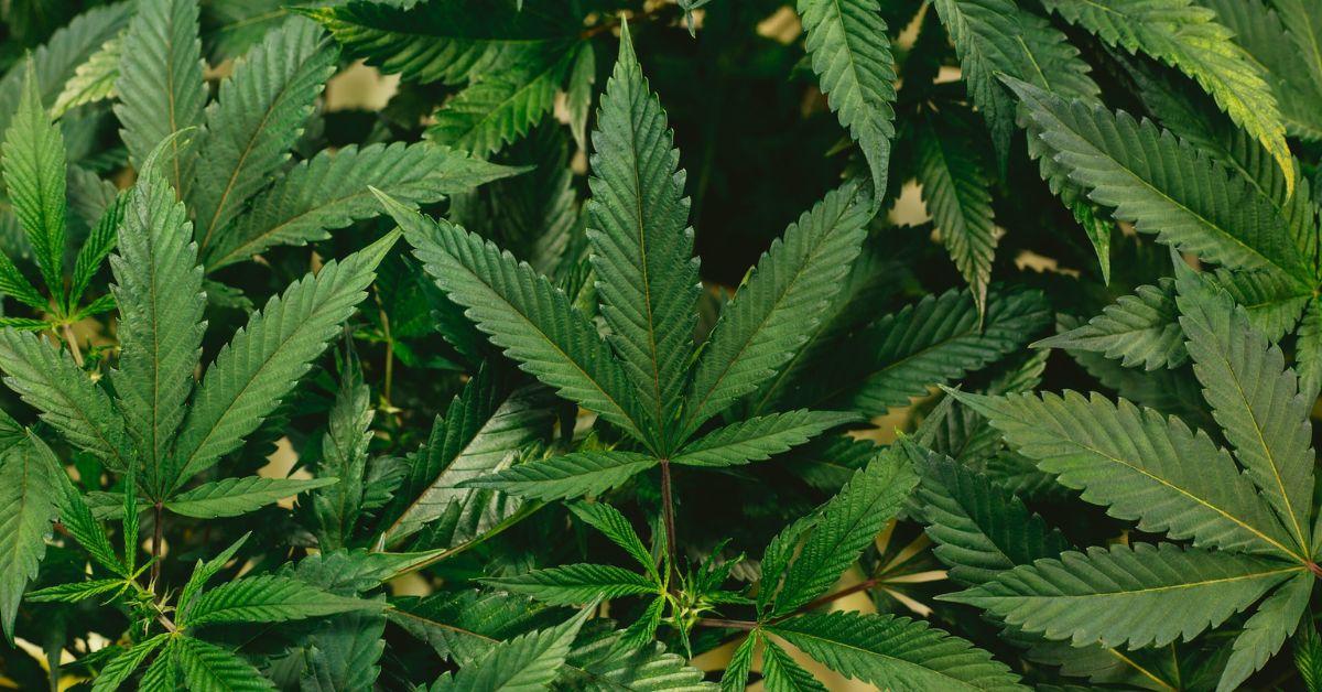 Kentucky Couple Accused of Paying Teen Babysitter in Marijuana