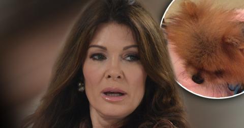 Lisa Vanderpump Dog Death