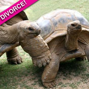 Married Turtle Turtle Couple Split After 115 Years Together, Can't Stand The Sight Of ...