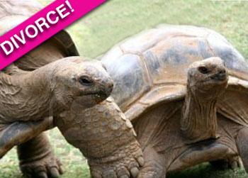 //turtle couple split