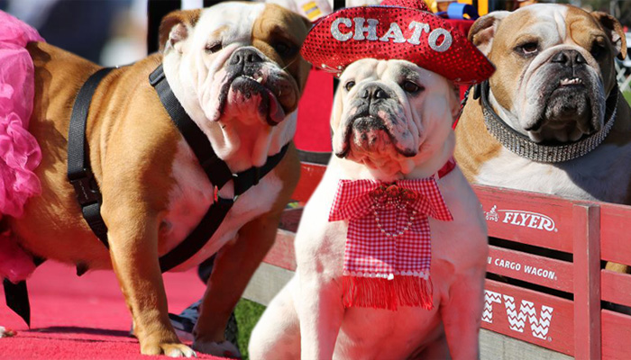 //bulldog beauty pageant justin rudd