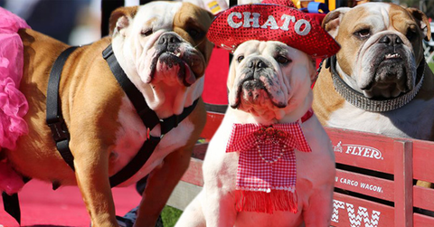//bulldog beauty pageant justin rudd
