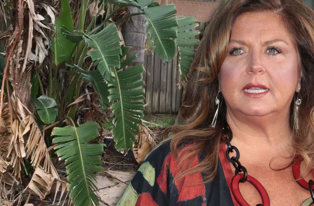 Abby Lee Miller Pitches Herself for 'The Real Housewives of