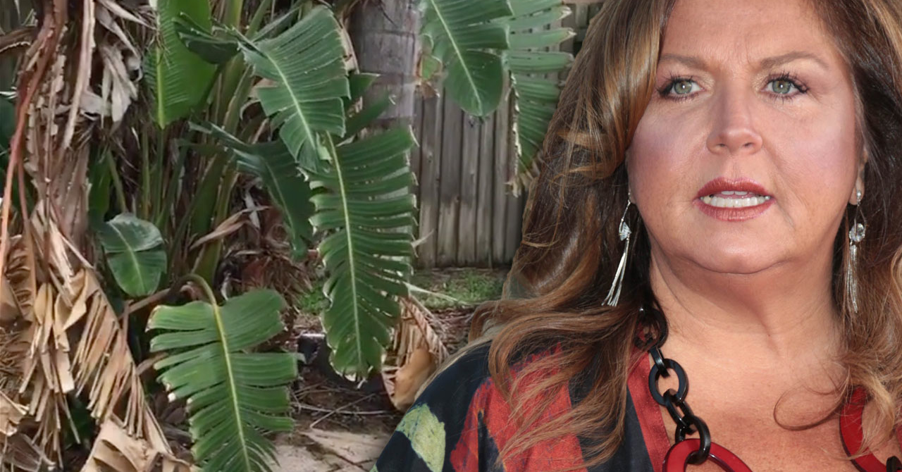 mad house abby lee