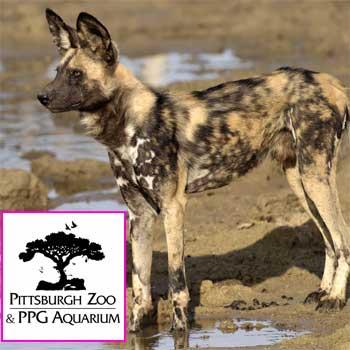 Tragedy At Pittsburgh Zoo: Toddler Mauled To Death By African Painted Dogs