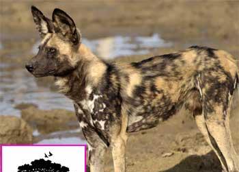 //pp_africandog_mauls_boy