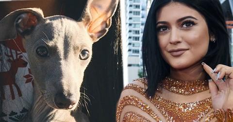 Kylie Jenner New Puppy Norman