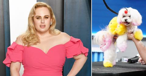 rebel wilson pooch perfect show dog abuse backlash rf
