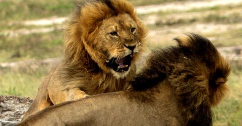 Cecil Lion Brother Jericho Alive