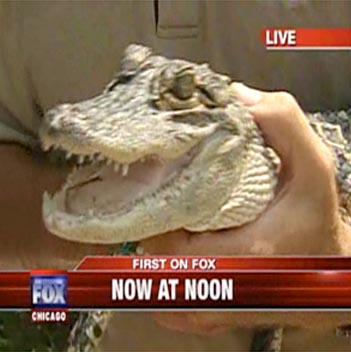 //gator