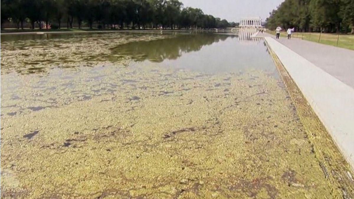 The green algae has tarnished the new coat of 'America's flag blue'.