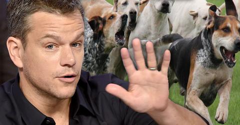 Matt Damon Rescue Dogs Painful Death Chinas Meat