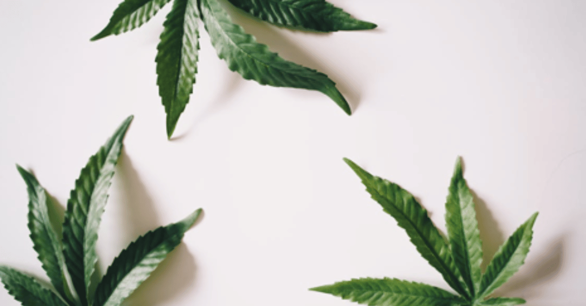 cbd in the wellness industry