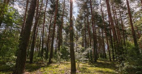 Man Accused Of Stealing Bus, Put Dead Deer In Back For 'Fertilizer'