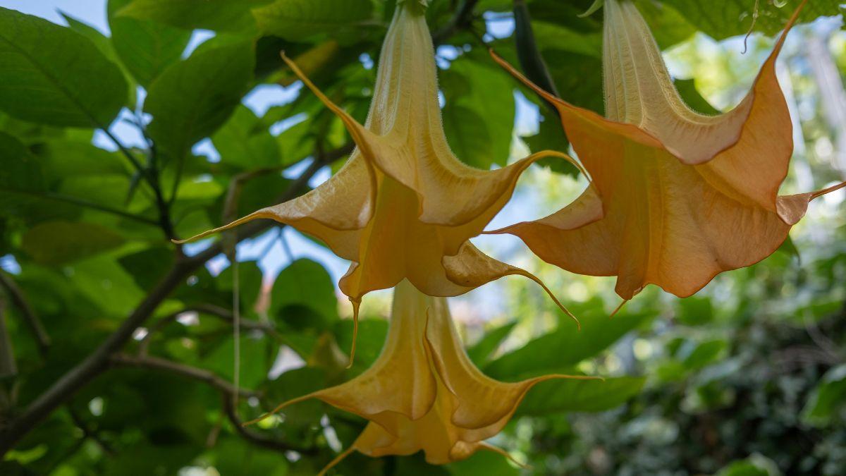 Photo of Angel's trumpet