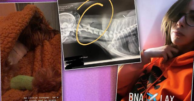 Vanderpump Rules Star Kristen Doute's Dog Attacked By Pit Bull