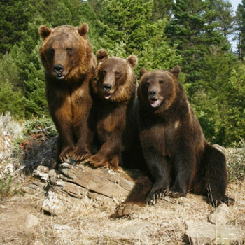 //grizzly bear mauls man