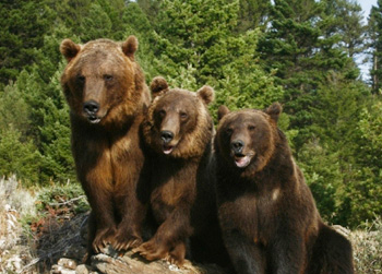 //grizzly bear mauls man
