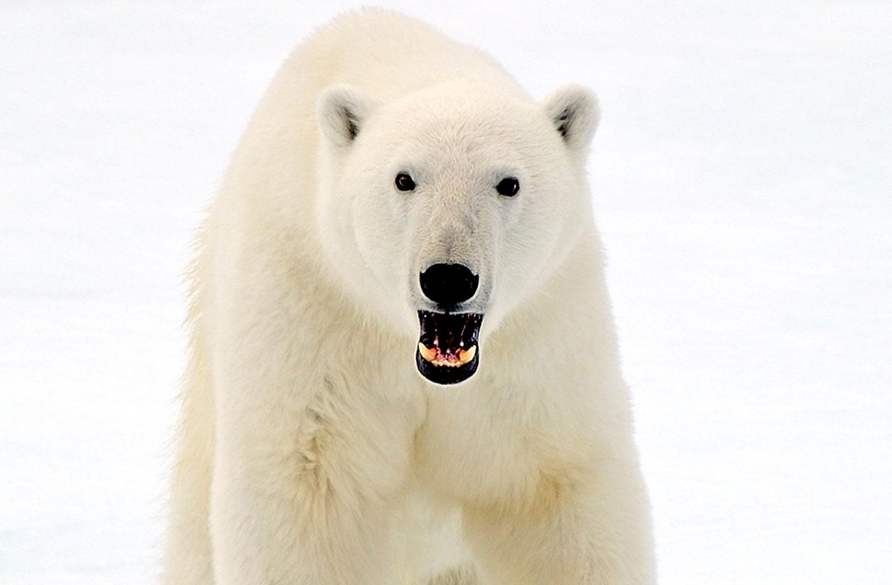 Polar Bear Kills Man Protecting His Children